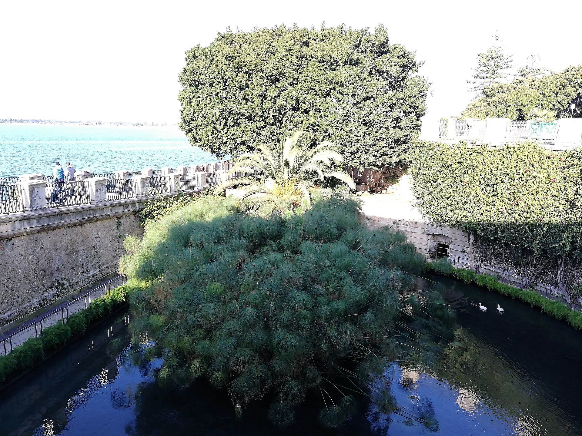 Fonte Aretusa — Siracusa
